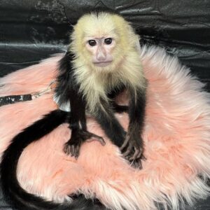 pet monkeys for sale