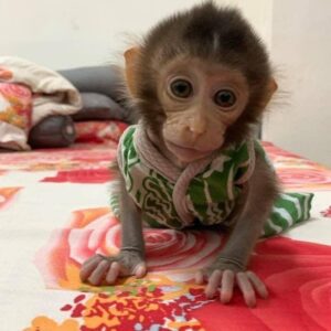 capuchin monkeys for sale