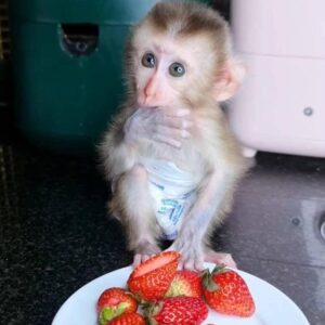 capuchin monkey price