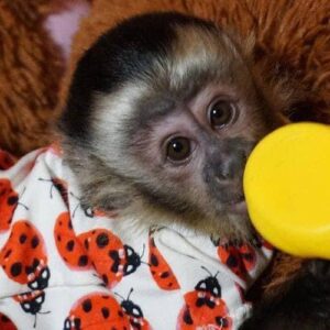 baby monkey for sale