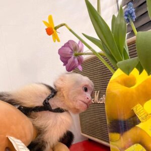 capuchin for sale