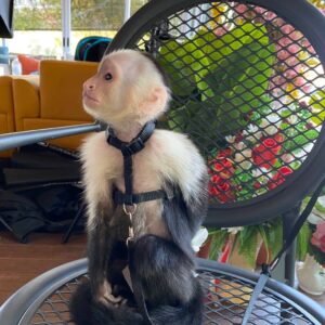 capuchin monkey for sale