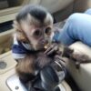pet monkey for sale