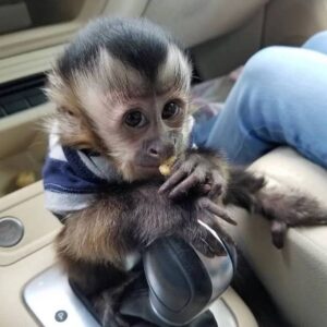 pet monkey for sale