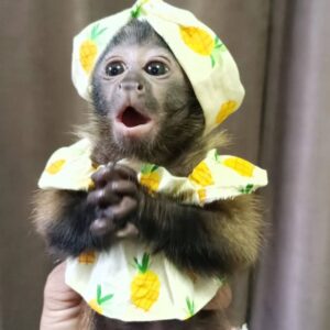 Capuchin monkeys for sale